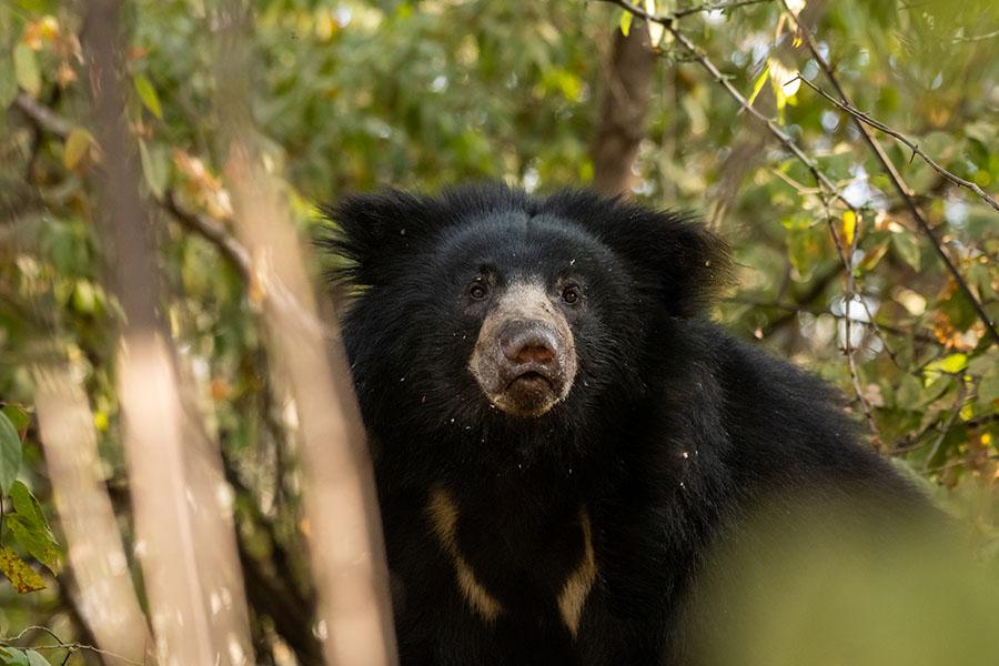 Look for sloth bears in the forests of Central India | Travel Nation