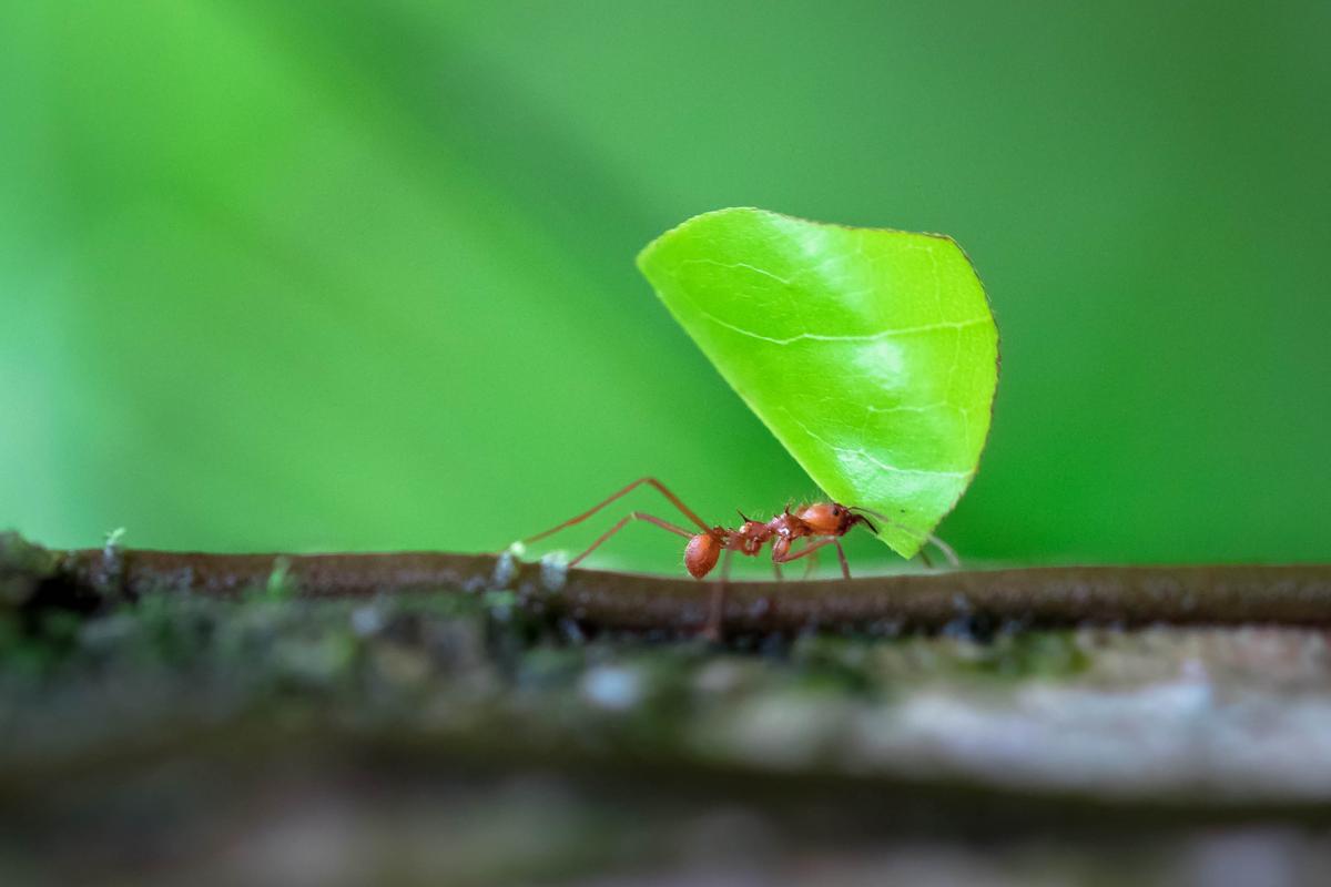 Look for leaf cutter ants in Costa Rica's rainforests | Travel Nation