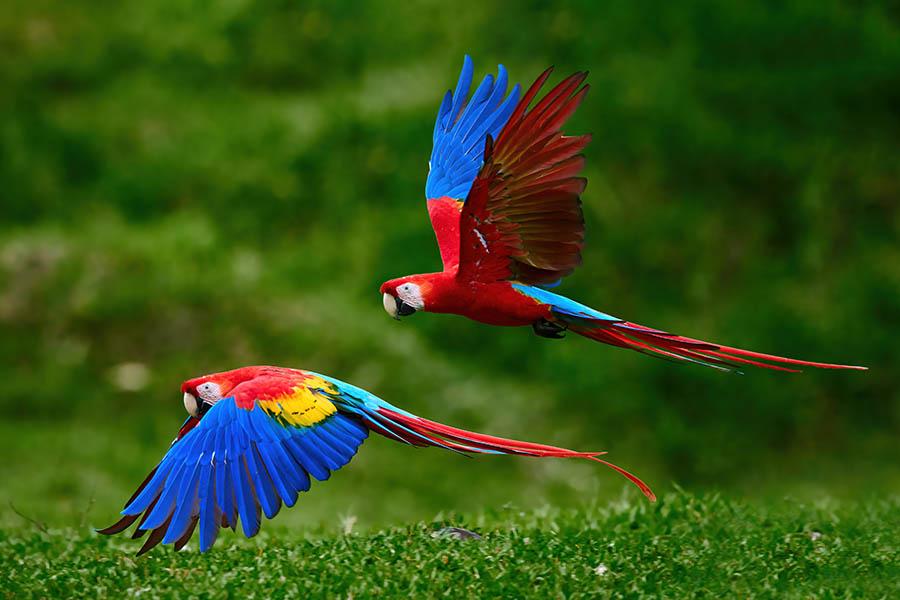 Look for parrots in Manuel Antonio National Park | Travel Nation