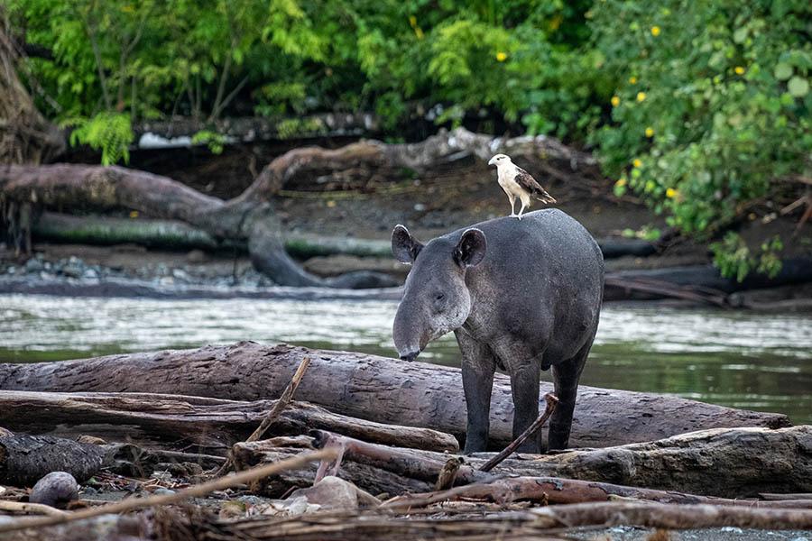 Look for tapirs in Corcovado National Park on the Osa Peninsula | Travel Nation