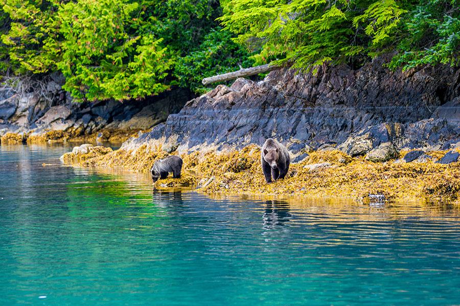 Watch bears foraging along the coast in the Great Bear Rainforest | Travel Nation
