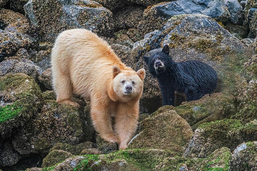 Look for white and black spirit bears in the Great Bear Rainforest | Travel Nation
