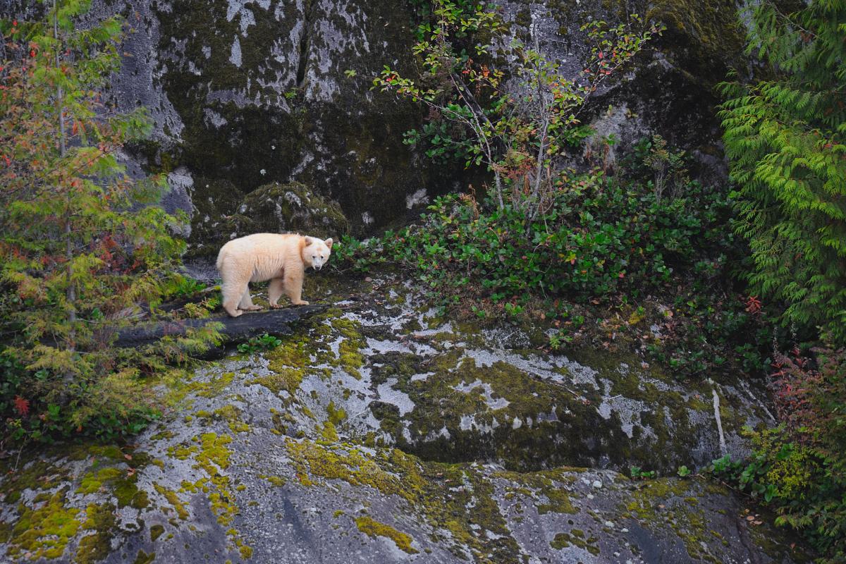 Admire the famous spirit bears in the Great Bear Rainforest | Travel Nation