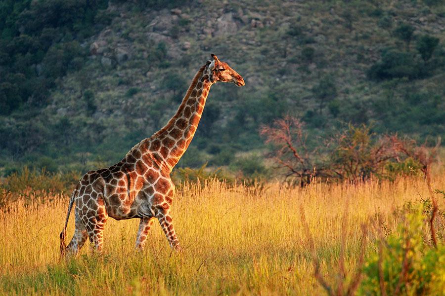 Look for giraffes in Pilanesberg National Park | Travel Nation