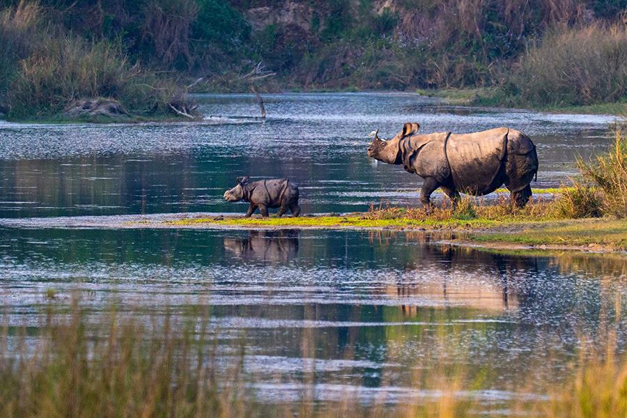 Look for rhinos in Bardia National Park | Travel Nation