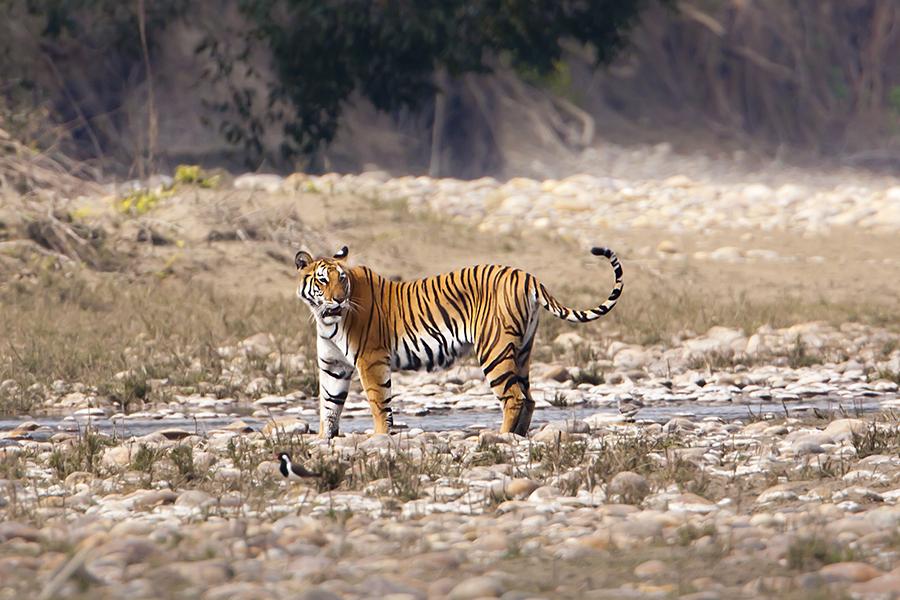 Look for tigers in Bardia National Park in Nepal | Travel Nation