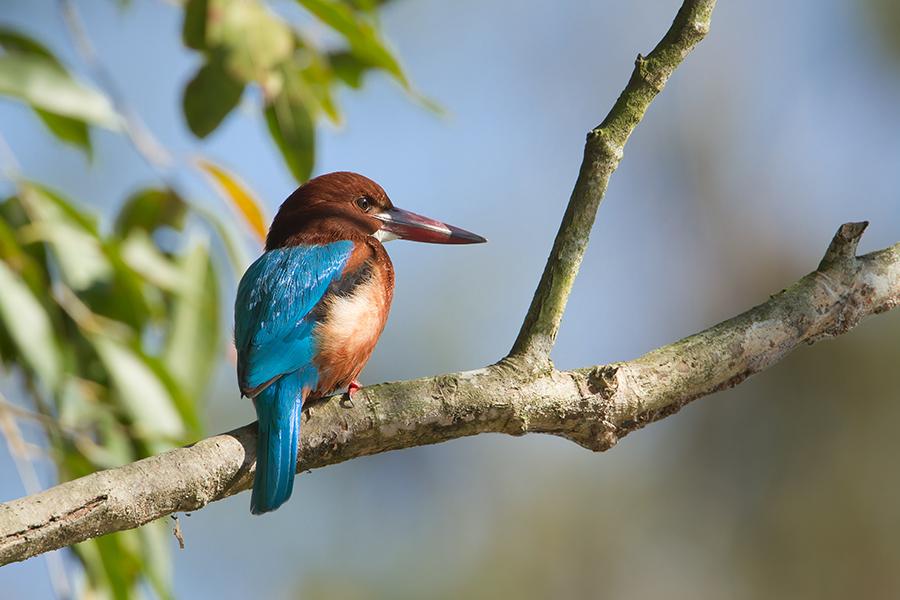 Go birdwatching to spot white-throated kingfishers in Bardia National Park | Travel Nation 