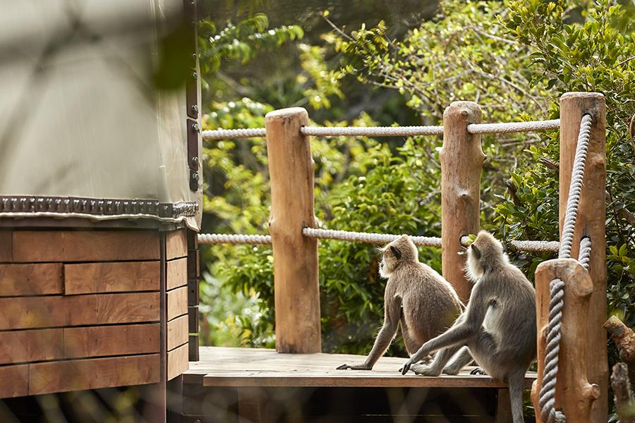 See plenty of wildlife in their natural habitat at Wild Coast Tented Camp | Photo credit: Wild Coast Tented Camp
