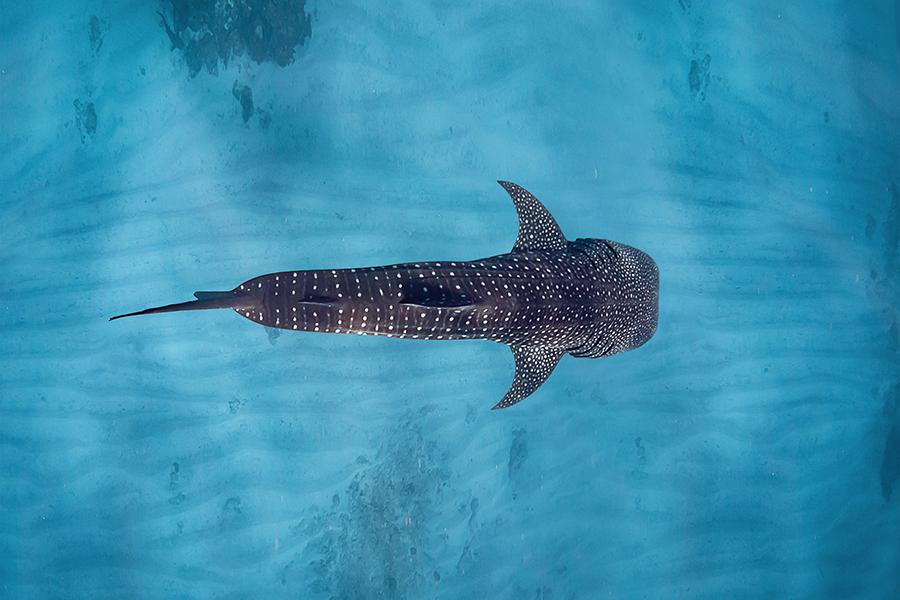 Discover incredible nature and wildlife at Sal Salis | Photo credit: Sal Salis