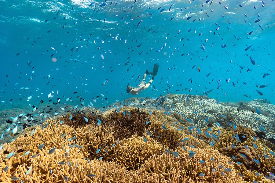 Explore vibrant underwater life while snorkeling at Orpheus Island Lodge | Photo credit: James Vodicka