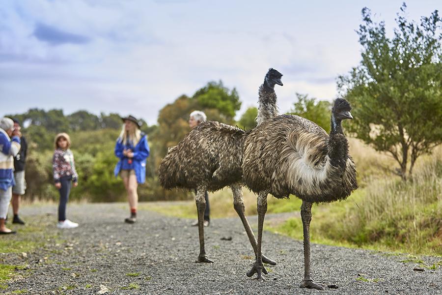 Meet the locals at Wildlife Wonders along the Great Ocean Road | Photo credit: Visit Victoria