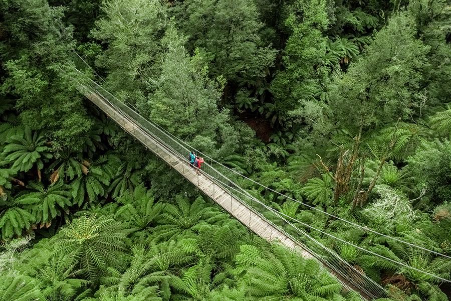 Explore the temperate rainforest in Tarra Bulga National Park | Photo credit: Visit Victoria
