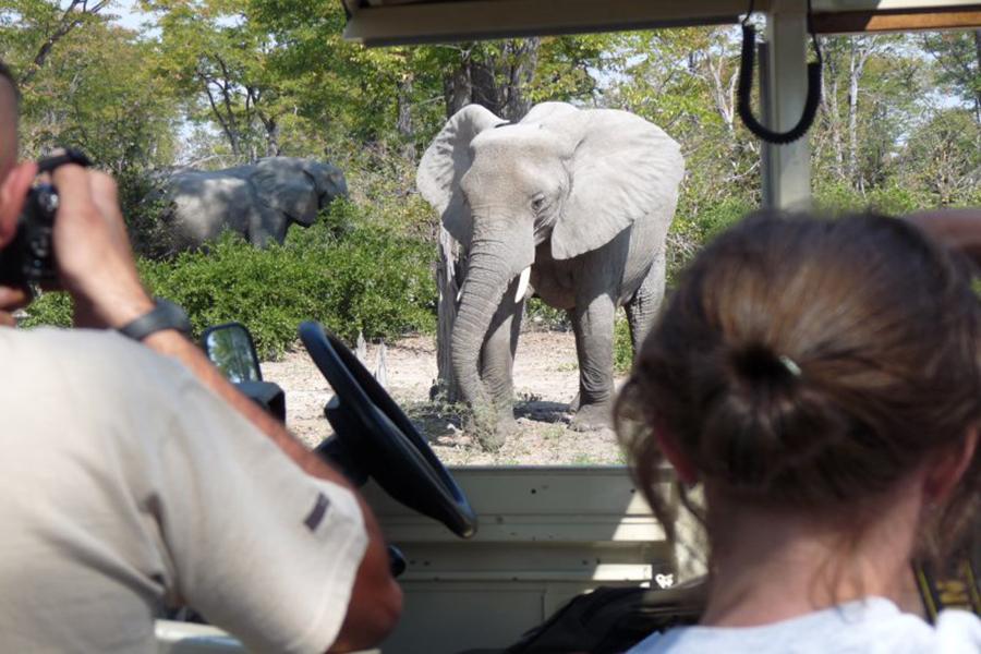 Spot elephants on safari in Botswana | Photo credit: Bushways Safari