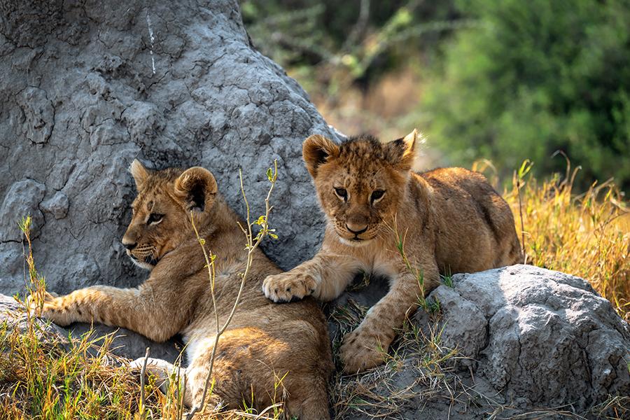 Watch lion cubs playing in the Okavango Delta | Travel Nation