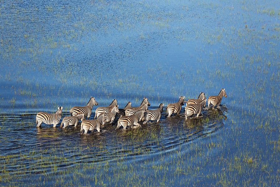 Admire the incredible wildlife of the Okavango Delta | Travel Nation