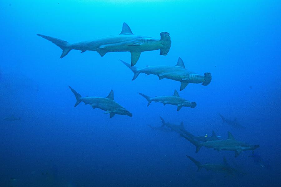 Dive with hammerhead sharks in the Galapagos Islands | Travel Nation