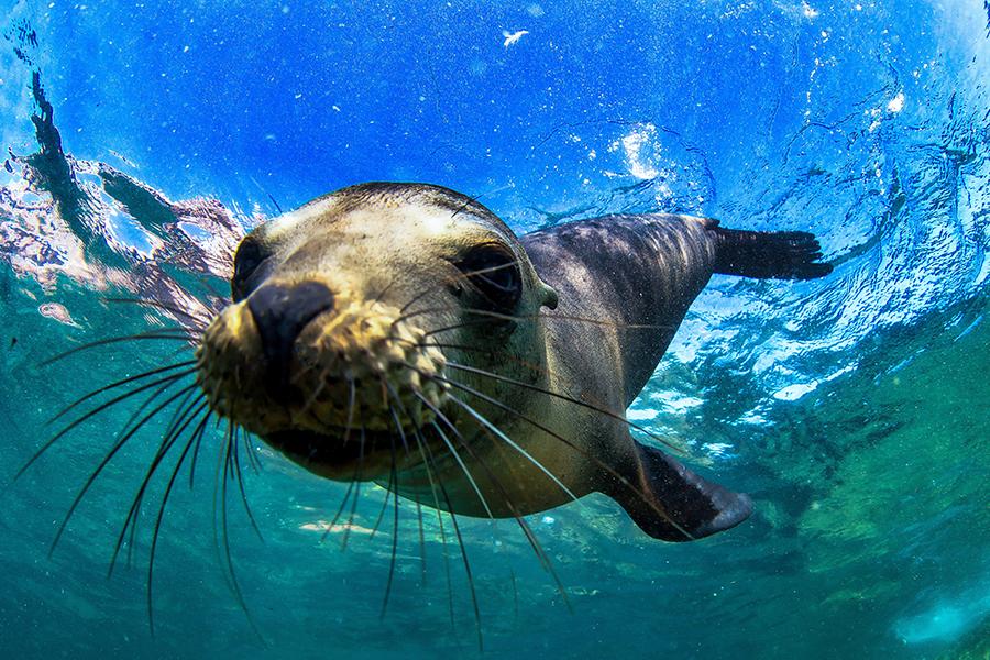 Swim with sea lions in the Galapagos Islands | Travel Nation