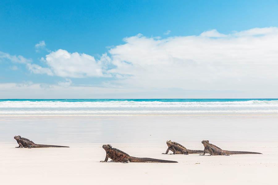 Marine iguanas of Tortuga Bay | Travel Nation