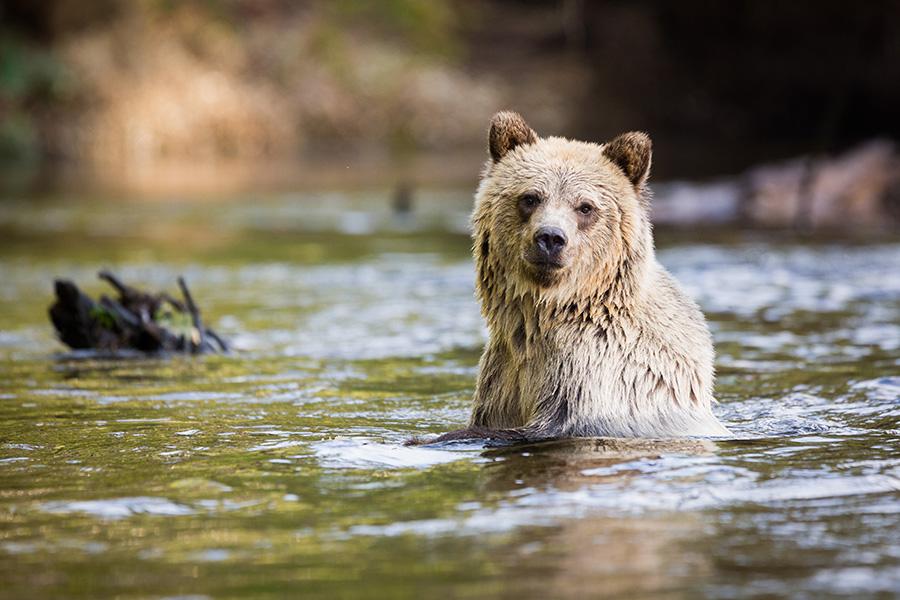 Admire the bears in their natural habitat at Knight Inlet Lodge | Photo credit: Knight Inlet Lodge