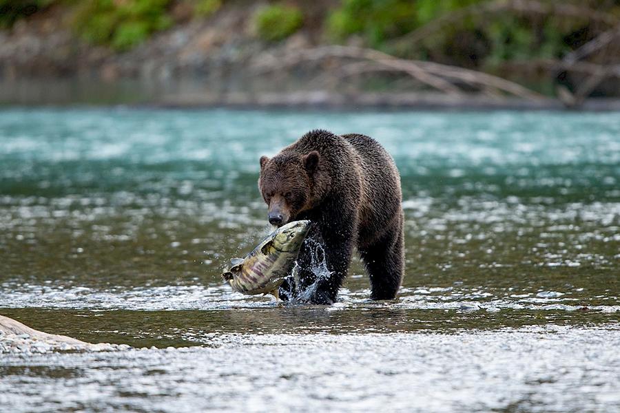 Look for grizzly bears from Sonora Resort in Canada | Photo credit: Sonora Resort