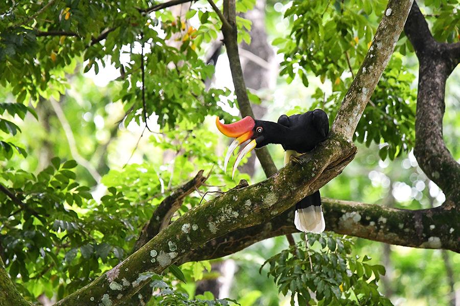 Look for hornbills in the jungles of Teman Negara | Travel Nation
