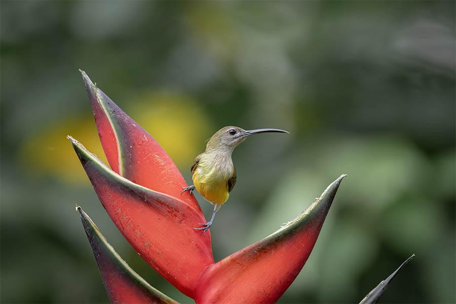 See Little Spiderhunters in Munnar | Travel Nation