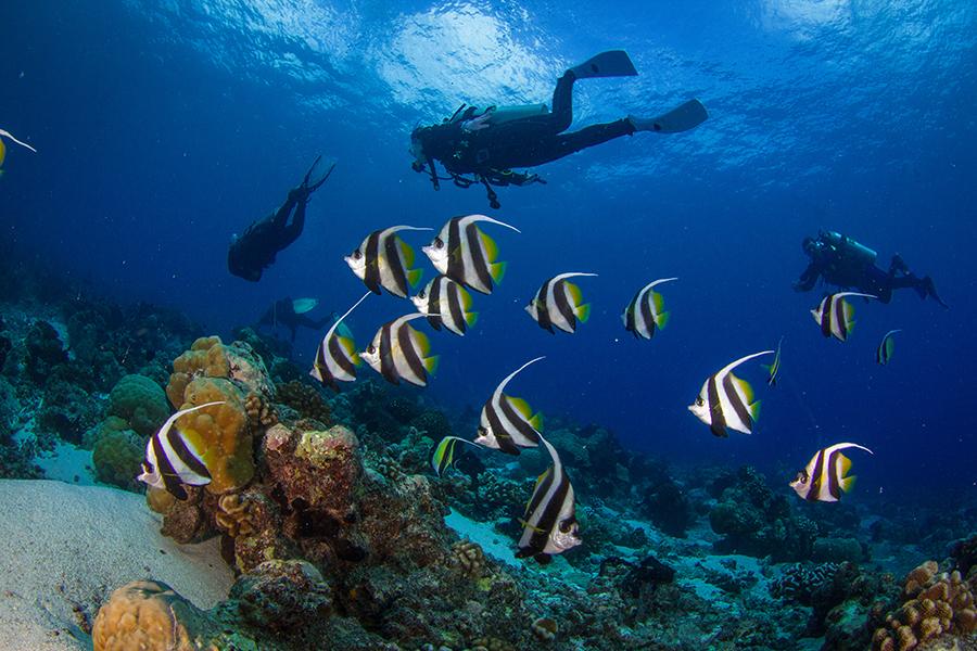 Dive with colourful fish in Rangiroa in French Polynesia | Travel Nation