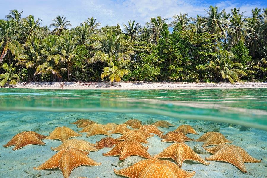 Admire the unique starfish dotted through the water at Playa Estrellas | Travel Nation