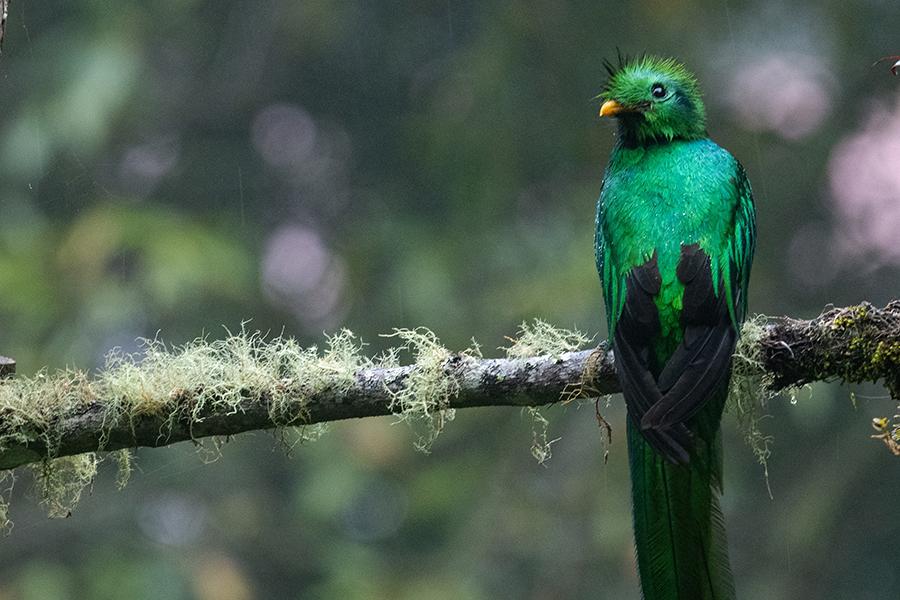 Look for the beautiful Quetzal bird in the cloud forests of Panama | Travel Nation
