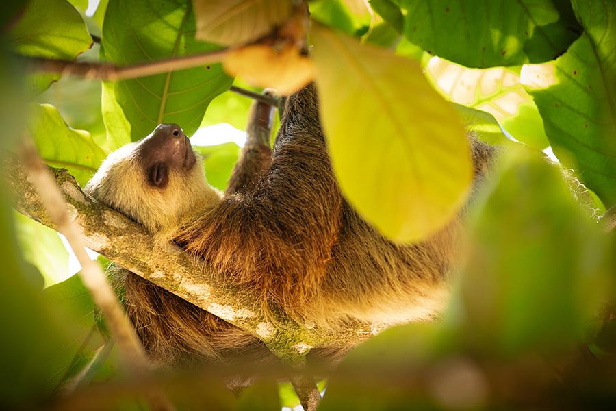 Discover Sloths in their natural habitat in Panama | Travel Nation