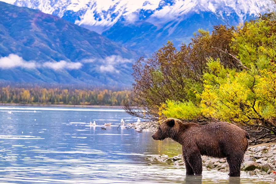 Encounter bears against beautiful views of Lake Clark National Park, Alaska | Travel Nation
