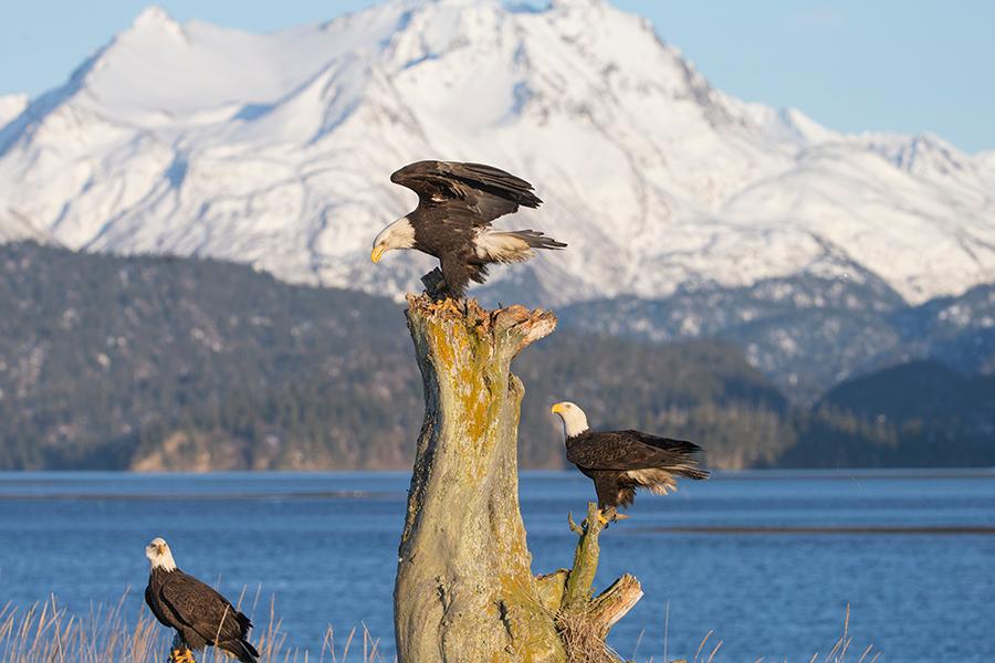 Discover majestic bald Eagles in Homer, Alaska | Travel Nation