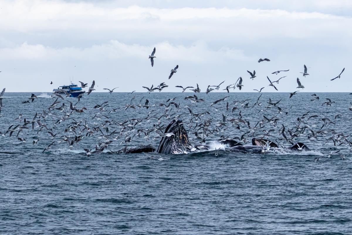 Witness seagulls dancing over the whales in Kenai Fjords National Park, Alaska | Travel Nation