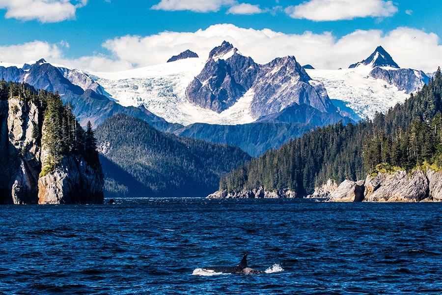 Immerse yourself in dramatic snow-capped mountains whilst whale watching in Kenai Fjords, Alaska | Travel Nation