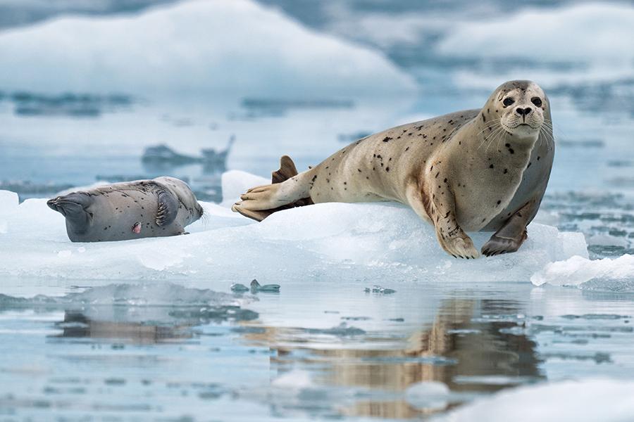 See seals relaxing on floating ice in Kenai-Fjords National Park, Alaska | Travel Nation