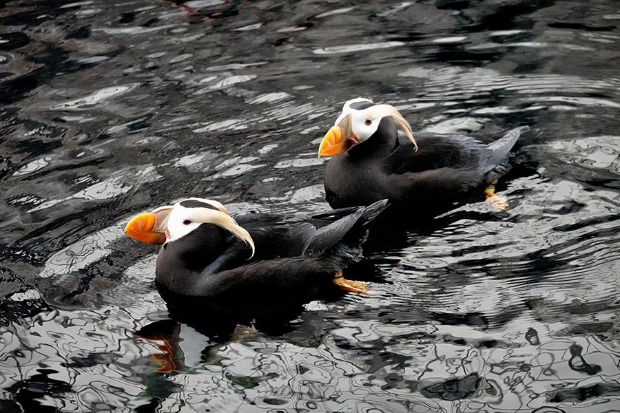 Catch a glimpse of tufted puffins in Seward, Alaska | Travel Nation