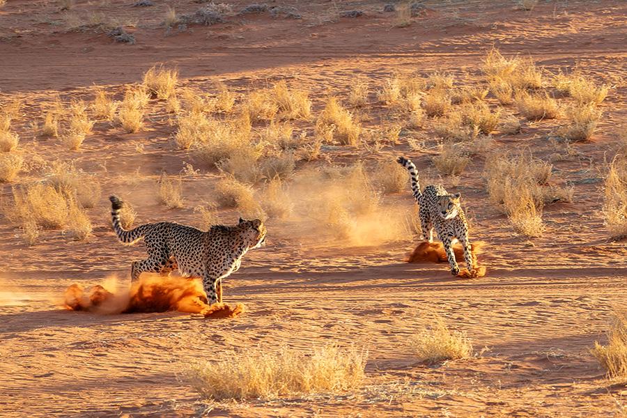 Look for cheetahs in the Kalahari Desert in Namibia | Travel Nation