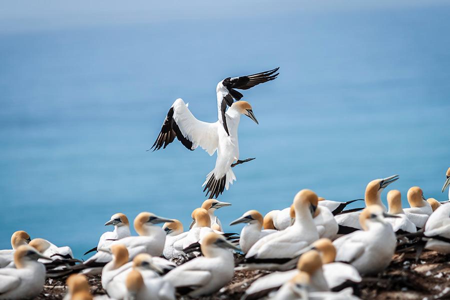 Witness the remarkable gannet colony at Cape Kidnappers, New Zealand | Travel Nation