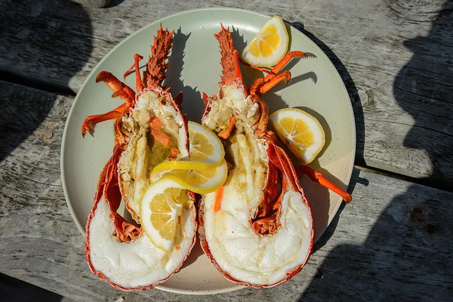 Eat the freshest seafood in Kaikoura, Crayfish capital of New Zealand | Travel Nation