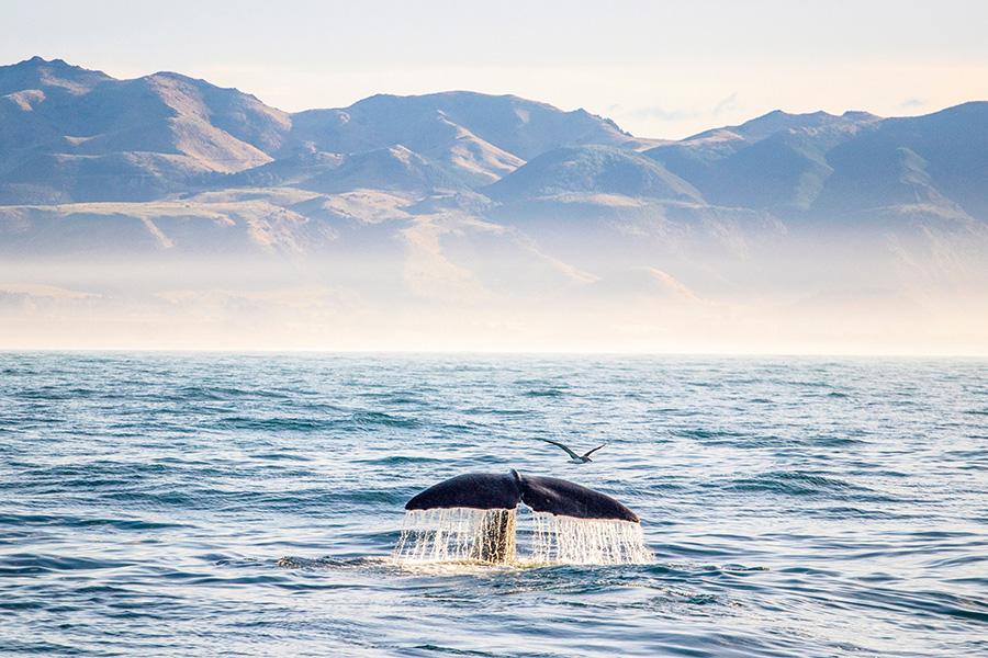 Soak in breathtaking ocean views as whales glide past in Kaikoura, New Zealand | Travel Nation