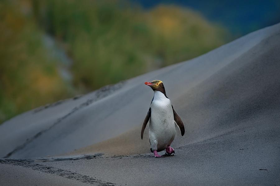 Watch the yellow eyed penguins in their natural habitat on Stewart Island, New Zealand | Travel Nation