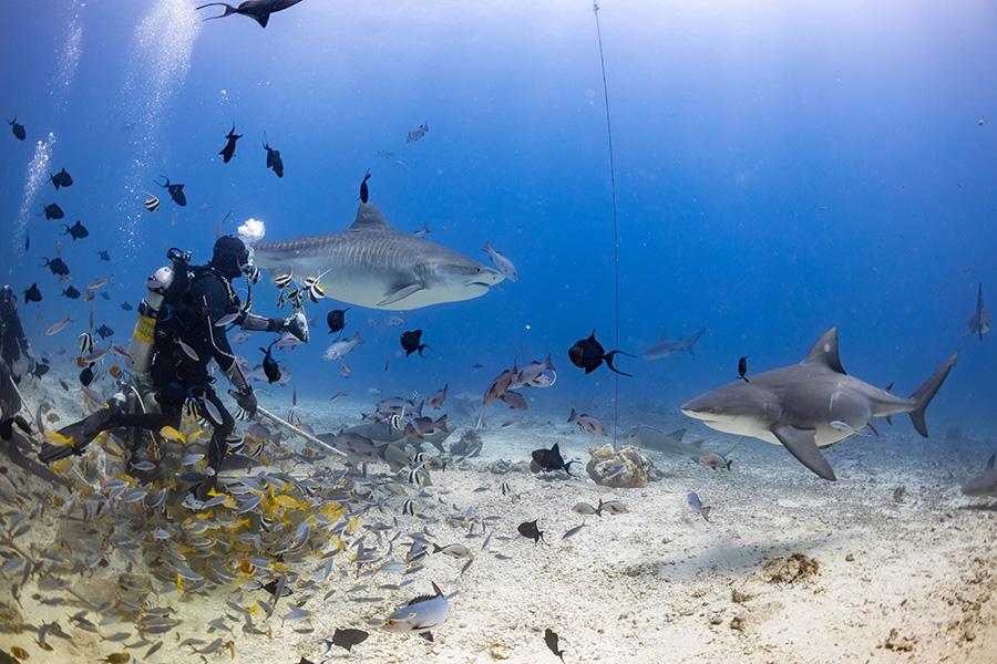 Dive with bull sharks in Beqa Lagoon in Fiji | Travel Nation