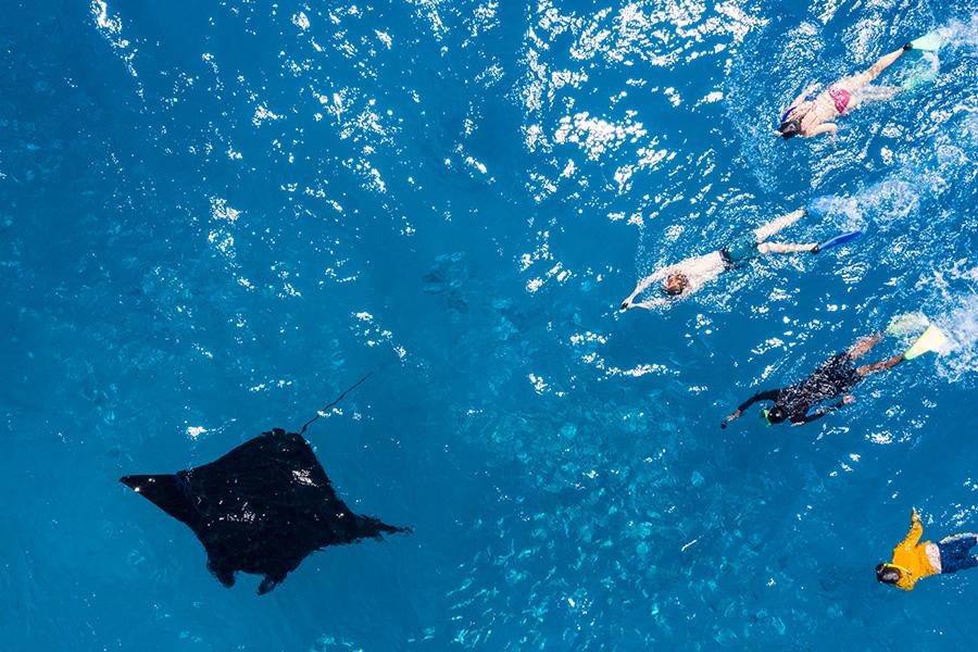 Swim with manta rays in Fiji | Travel Nation