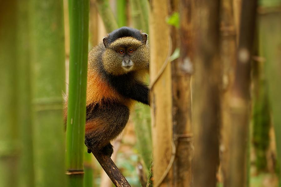 Discover Golden monkeys amongst bamboo in Rwanda | Travel Nation