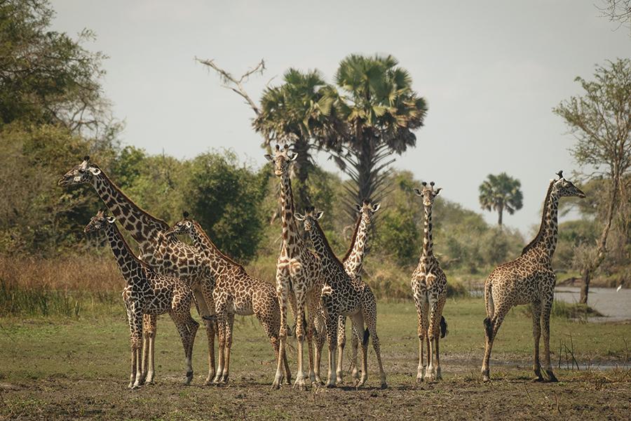 Encounter giraffes roaming the wild landscape of Chada, Katavi National Park, Tanzania | Photo credit: Nomad Tanzania