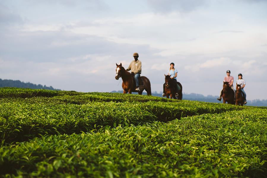 Trek through tea plantations by horse at Mufindi Highland Lodge, Tanzania | Photo credit: Foxes Safari Camps