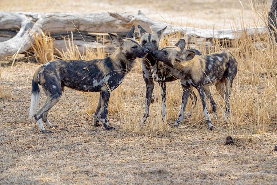 Encounter packs of Wild Dogs in Nyerere National Park, Tanzania | Travel Nation