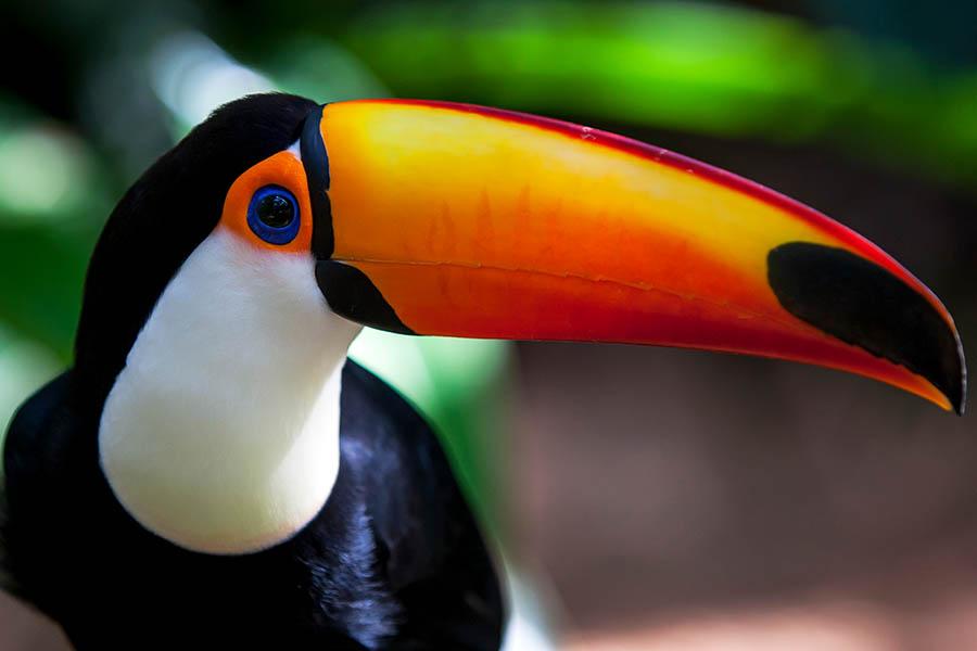 Toucan in Iguazu Falls National Park | Travel Nation