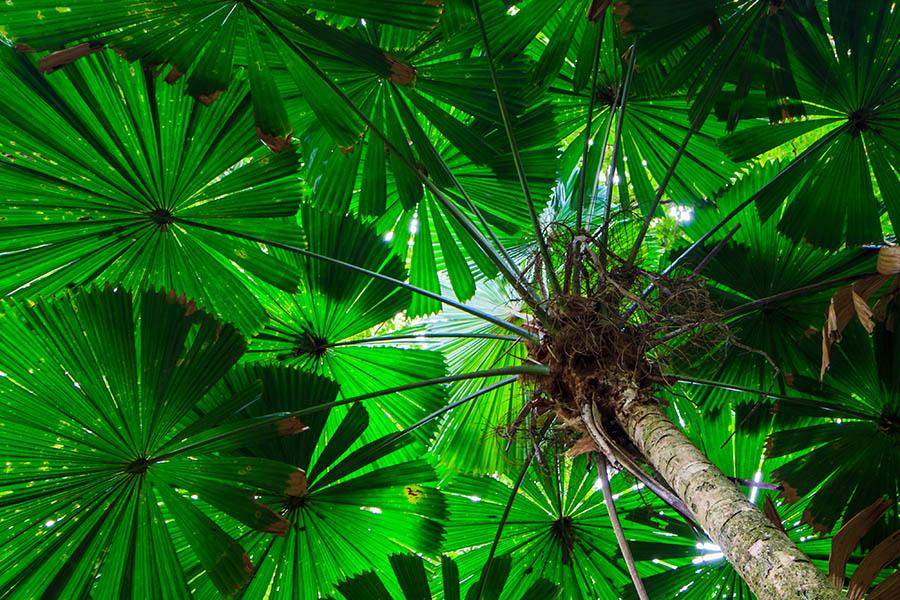 Walk underneath giant Fan Trees in Daintree Rainforest | Travel Nation