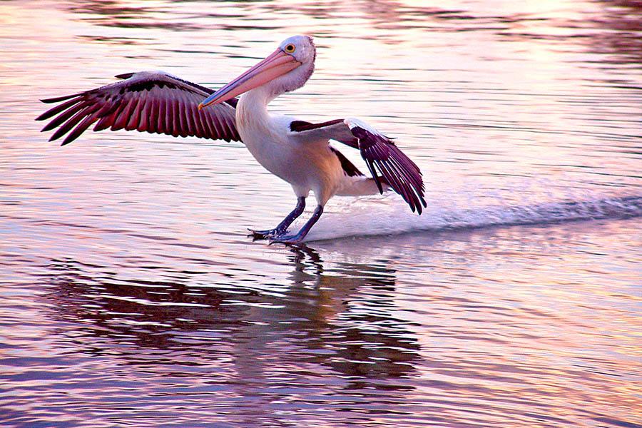 Watch pelicans swooping in the Murray River | Travel Nation